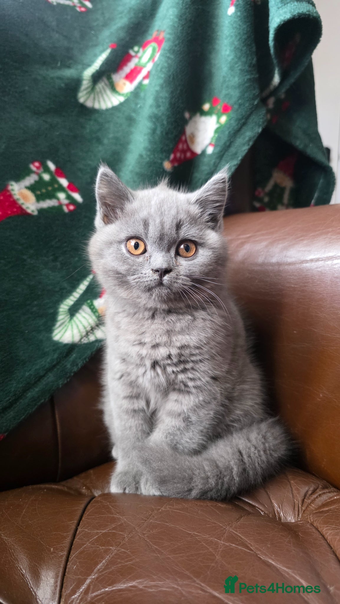 British Shorthair cats for sale: READY British shorthair female kitten  - Advert 1