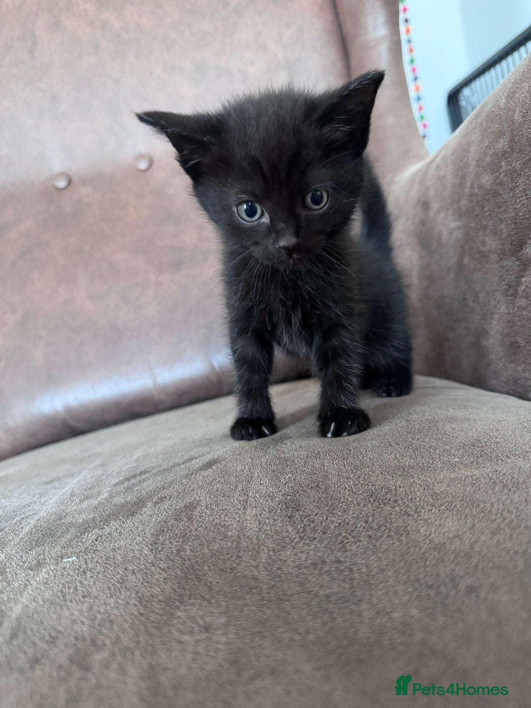 Mixed Breed cats for sale: 5 super cute kittens  - Image 25