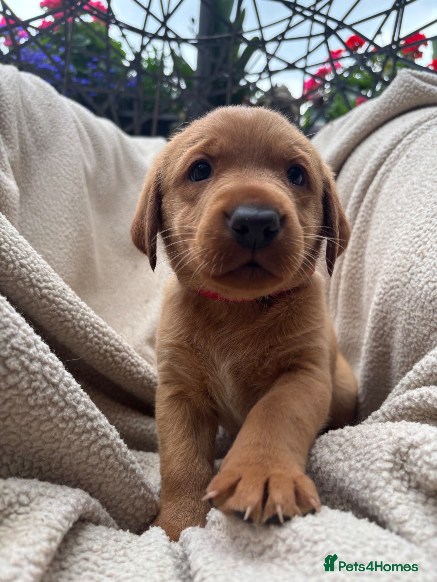 Labrador Retriever dogs 1 Gorgeous Fox Red Labrador Girl Left!  - Advert 13