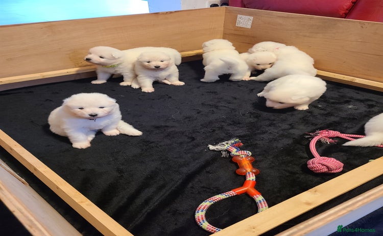 Samoyed dogs - Advert 1