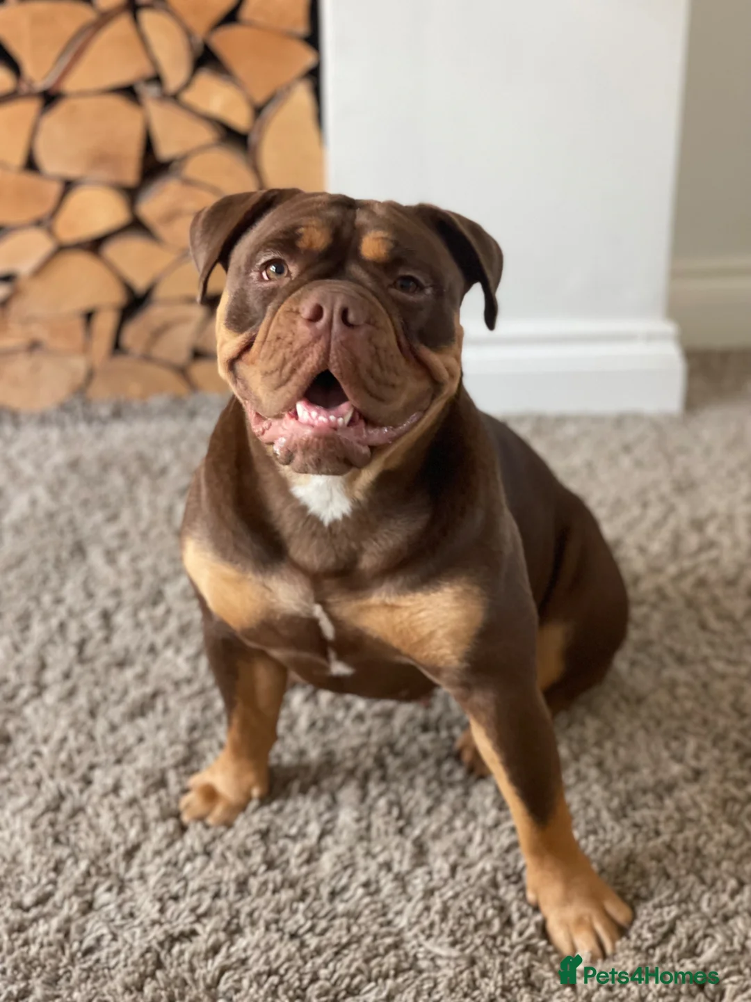 Old Tyme Bulldog dogs for sale: Adorable Old Tyme Bulldogs  🐾 - Advert 40