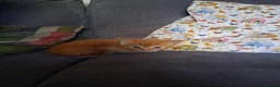 Mixed Breed cats for sale: Mixed colour/ price kittens looking for 5* home - Advert 6