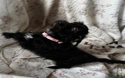 Jack Russell dogs for sale: Rough Coated Jack Russel Pups. - Image 7