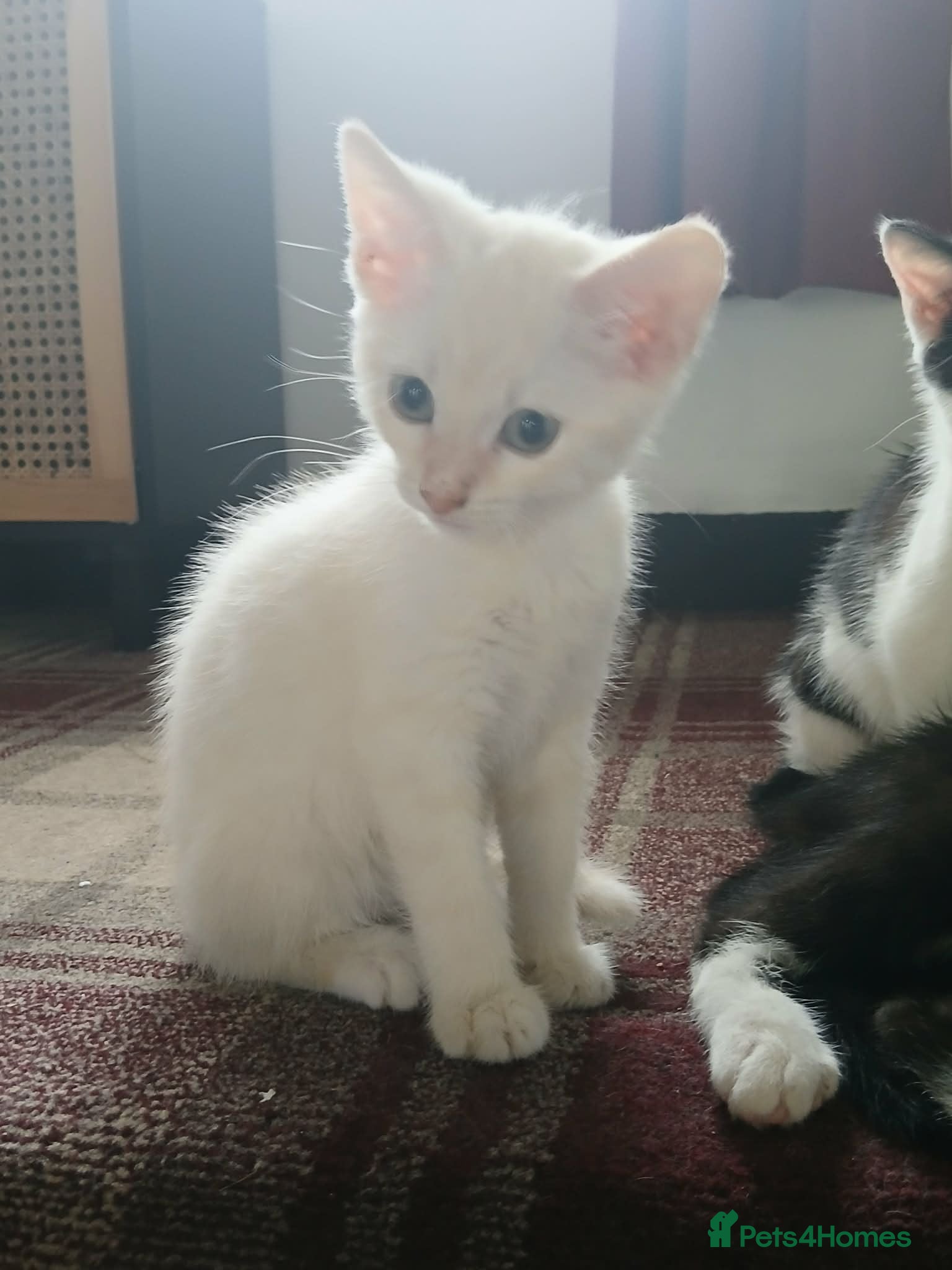 Mixed Breed cats Kittens for sale - Advert 6