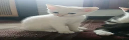 Mixed Breed cats for sale: Kittens for sale in Saxmundham - Advert 1