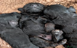 Maltipoo dogs for sale: 5 puppies  - Image 7