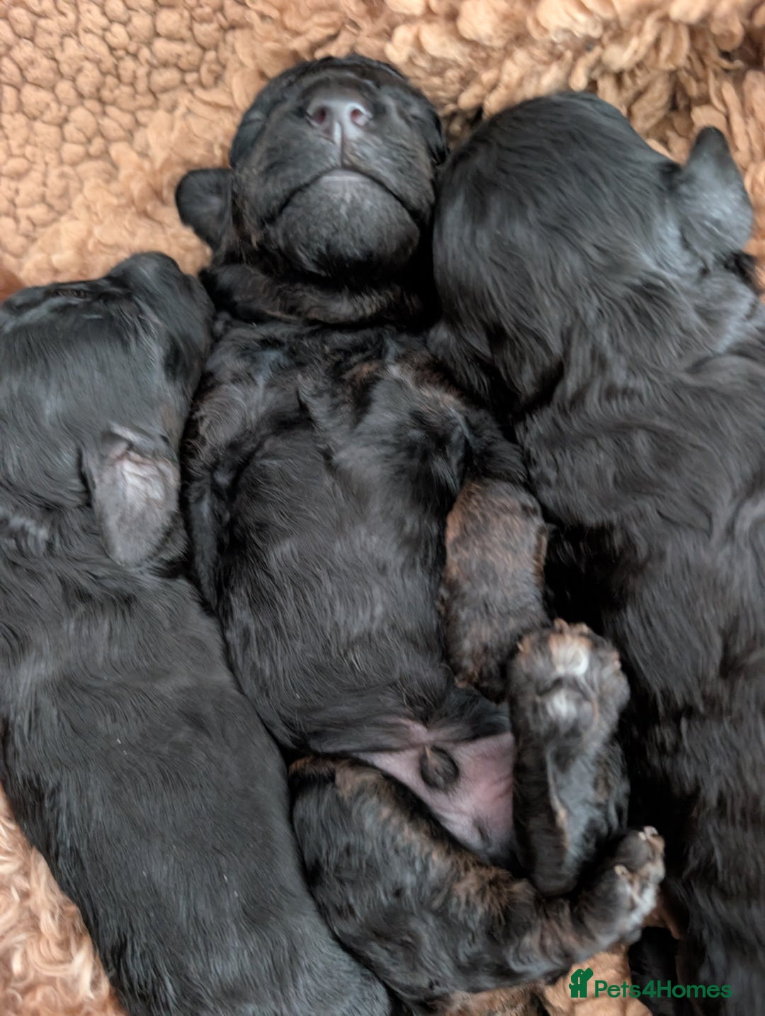 Maltipoo dogs for sale: 5 puppies  - Image 7