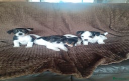 Jack Russell dogs for sale: Jack Russell pups  - Advert 3