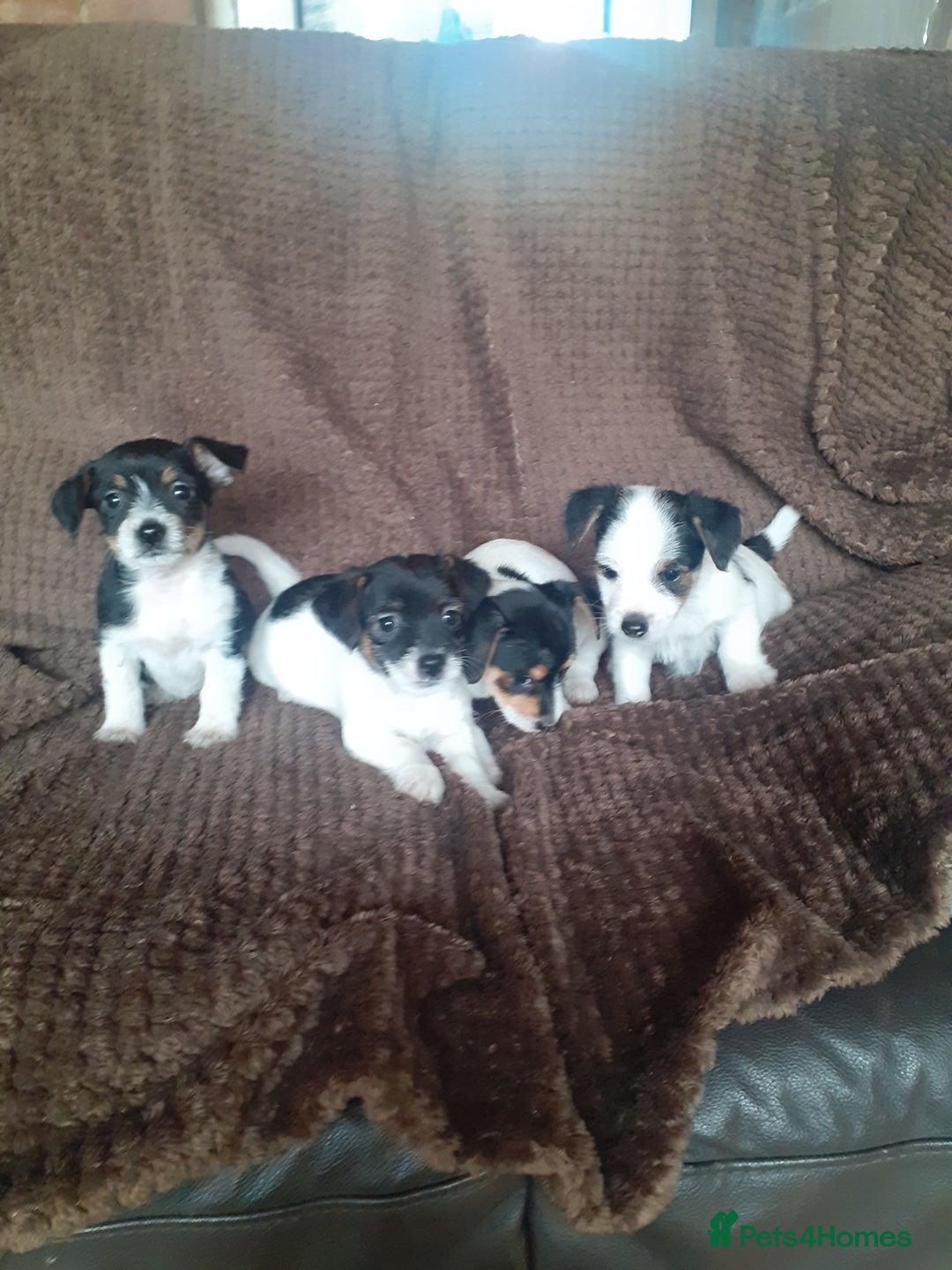 Jack Russell dogs for sale: Jack Russell pups  - Advert 3