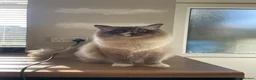 Ragdoll cats for sale: Male Neutered Ragdoll in Sheffield - Advert 4