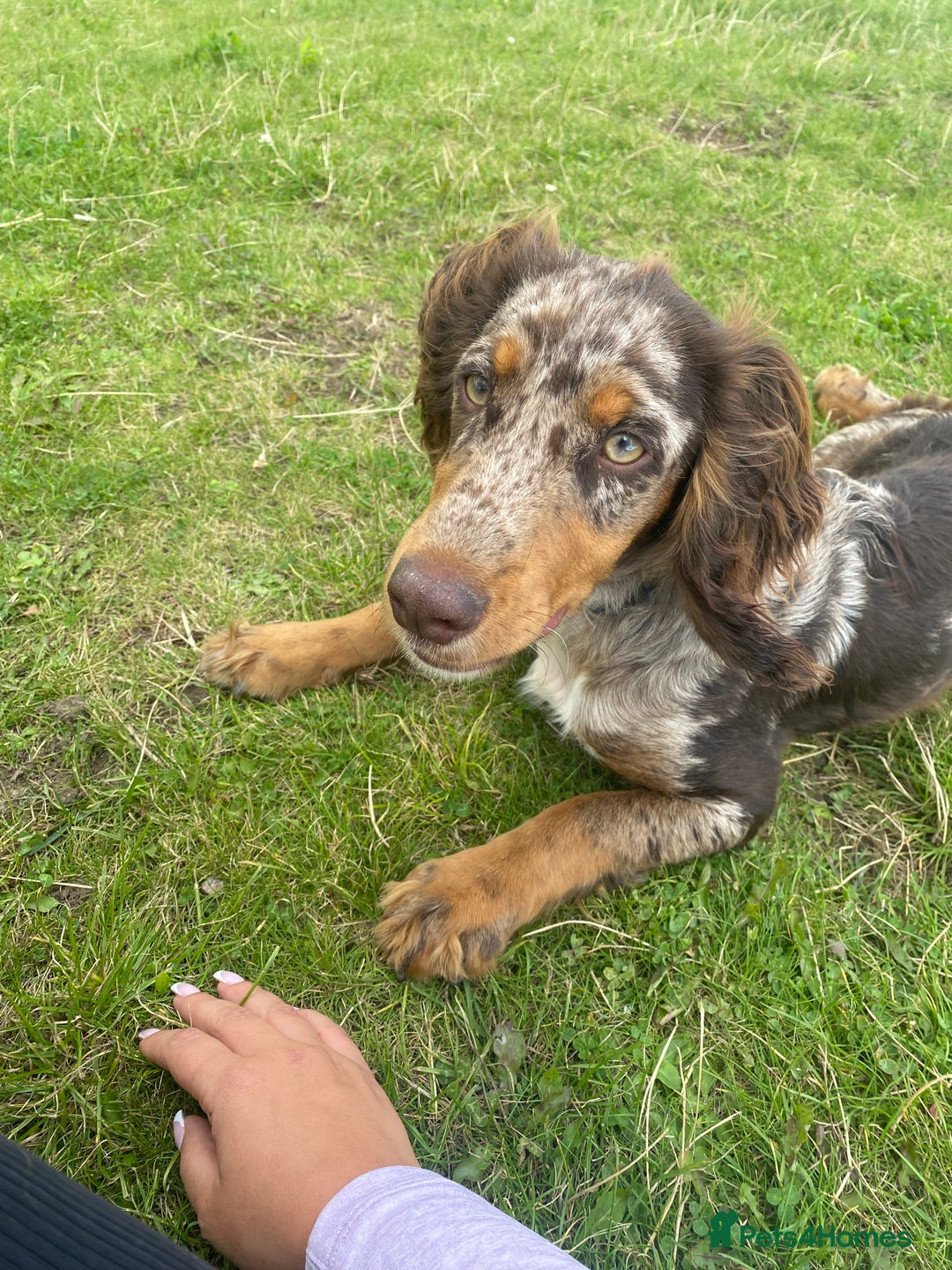 Cocker Spaniel dogs for sale: Cocker spaniel puppies - Advert 11