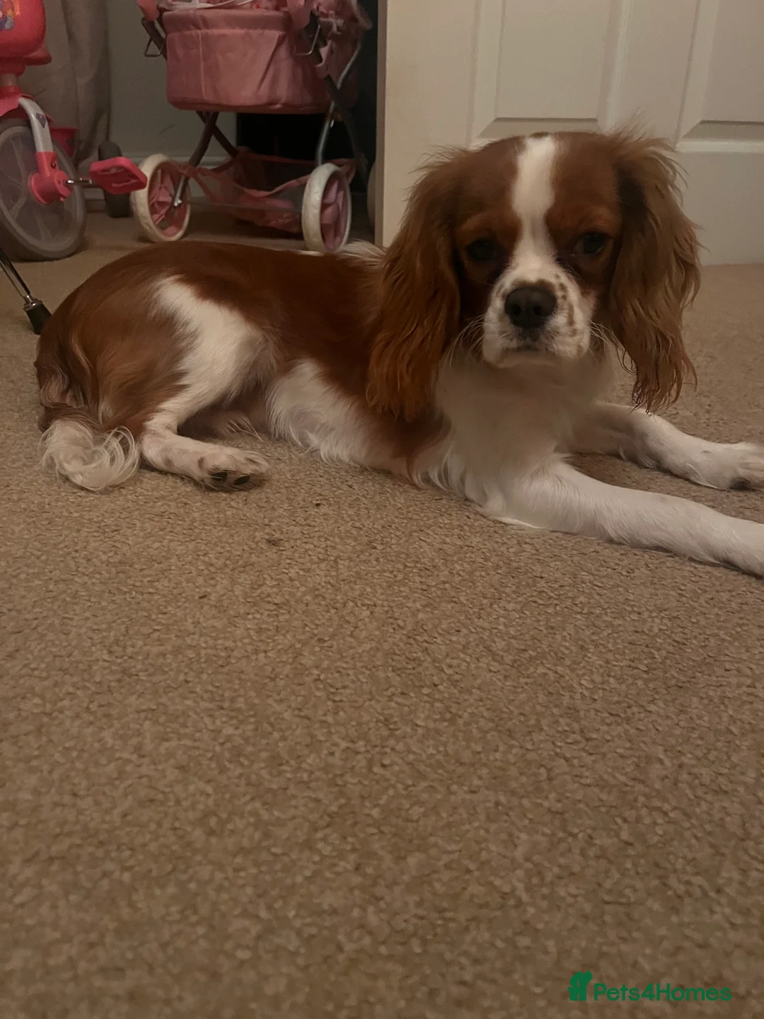 Cavalier King Charles Spaniel dogs for sale: 6 month old cavalier for sale  - Advert 3