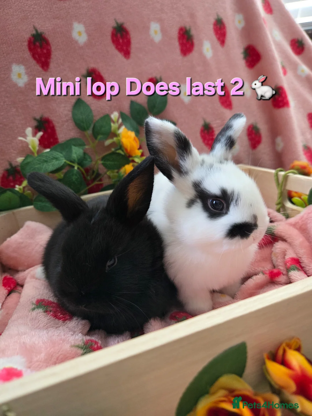 Mini Lop rabbits for sale: Mini lop 2 chunky tame girls left - Advert 1