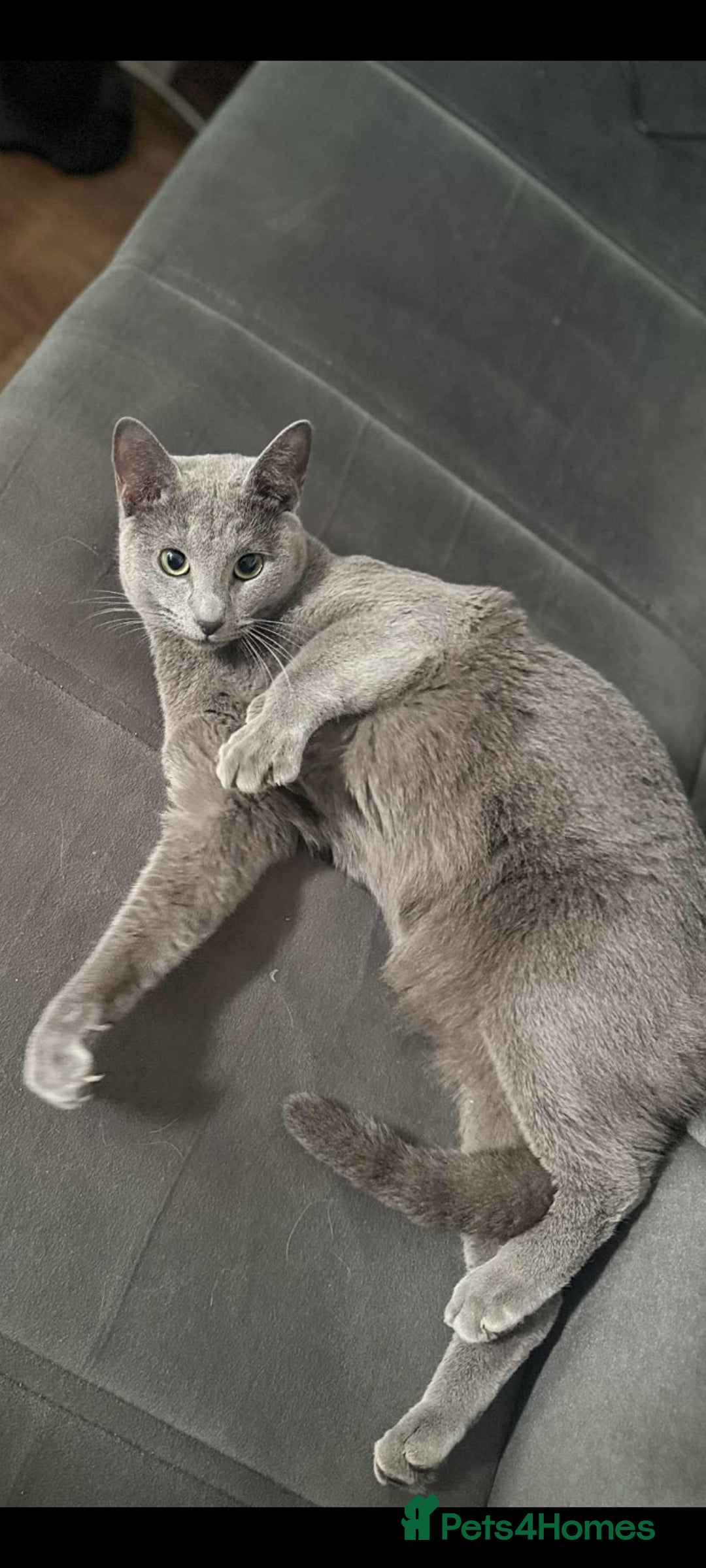 Russian Blue cats for stud: Blue Russian boy for stud active - Advert 1