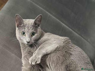 Russian Blue cats Blue Russian boy for stud active - Advert 1