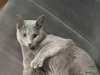 Russian Blue cats Blue Russian boy for stud active - Advert 6