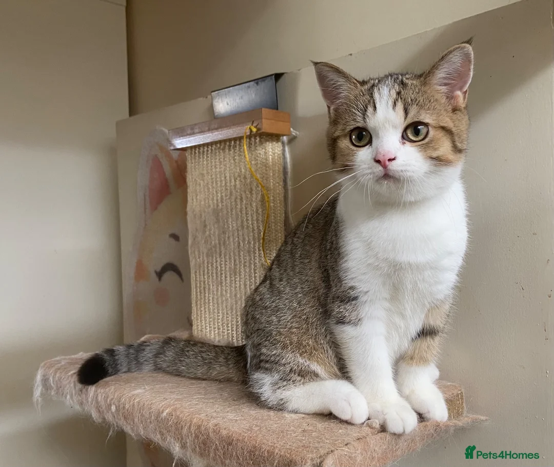 British Shorthair cats for sale: Full Pedigree Kittens available  - Advert 2
