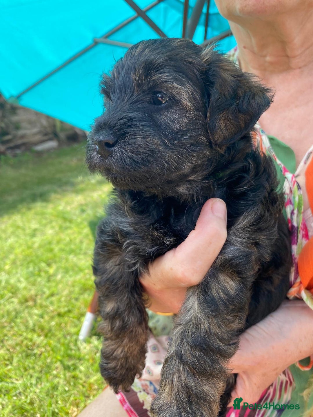 Yorkiepoo dogs for sale:  3 Adorable Little Girls - Yorkiepoos-F1  - Image 6