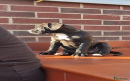 Mixed Breed dogs for sale: Ready to collect – Cane Corso x Staffy puppies  - Image 5