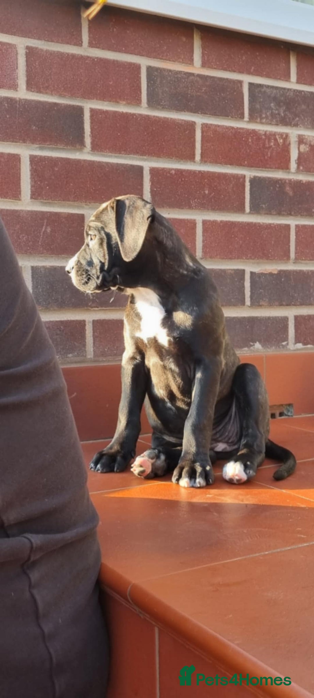 Mixed Breed dogs for sale: Ready to collect – Cane Corso x Staffy puppies  - Image 5