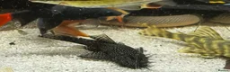 Plecos fish for sale: Adult ancistrus(bristlenose) plecs albino & brown - Advert 7