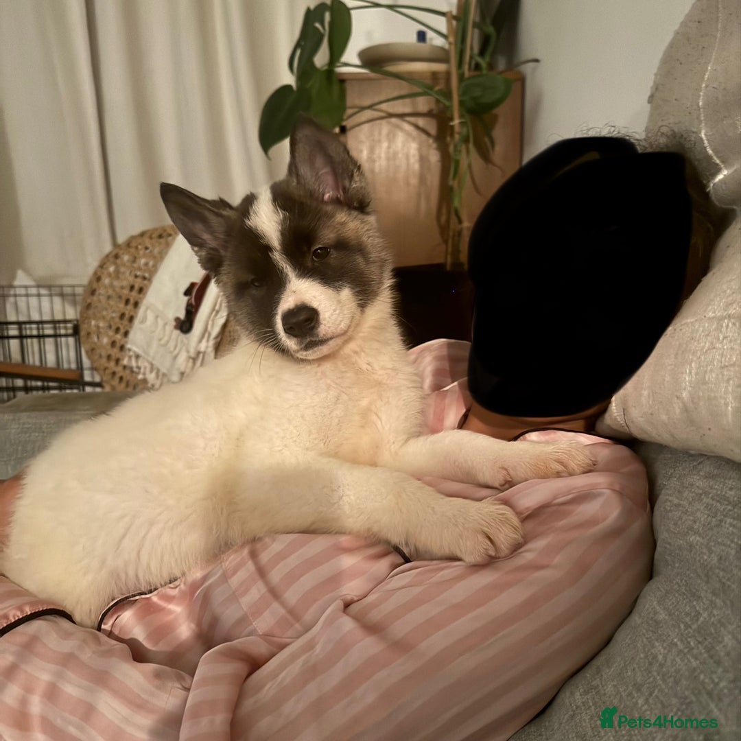 Akita dogs for sale: Quality Family Raised American Akita Puppies - Advert 31