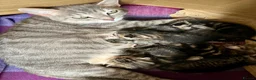Bengal cats for sale: Glitter Bengal X With Famous References! - Advert 9