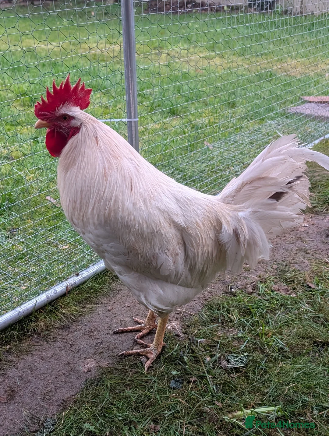 Chickens poultry for sale: 1 lovely and friendly Rooster/Cockerel - Advert 4