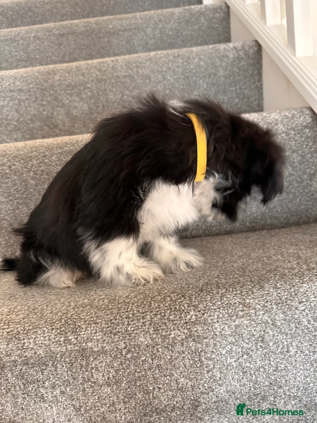 Shih Tzu dogs for sale:  Shih Tzu puppy  - Advert 3