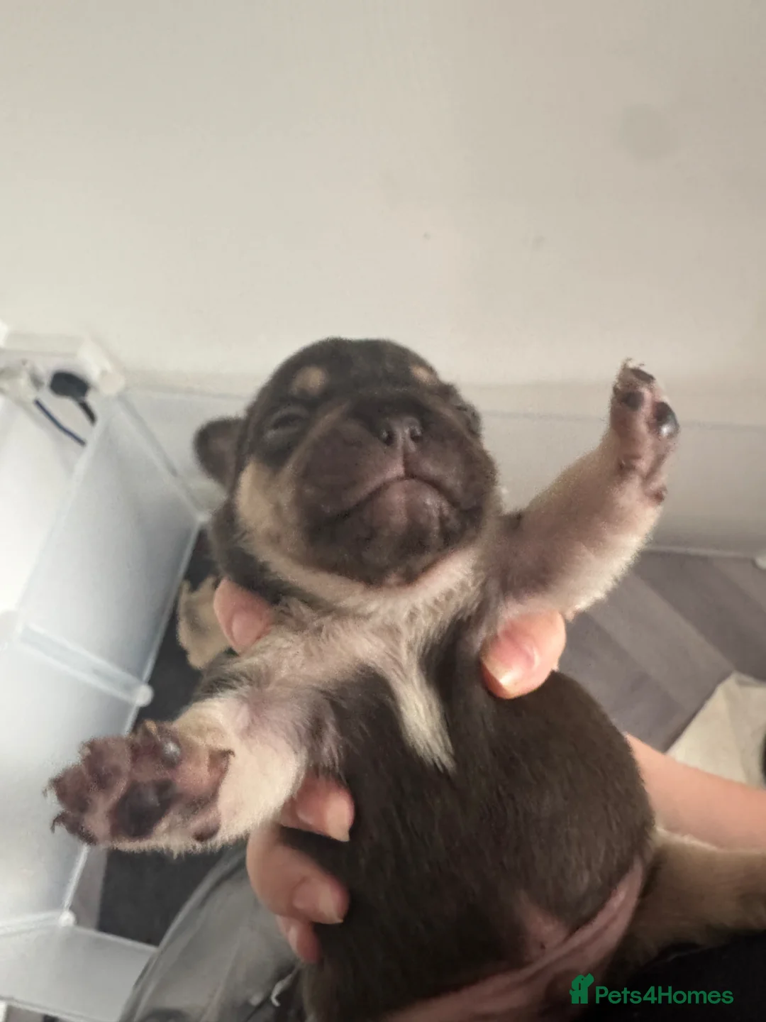 French Bulldog dogs for sale: French Bulldogs Puppies Availabe Soon - Advert 2