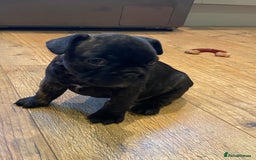 French Bulldog dogs for sale: 15th Gen French Bulldogs (KC reg / breed colours) in Nottingham - Image 9