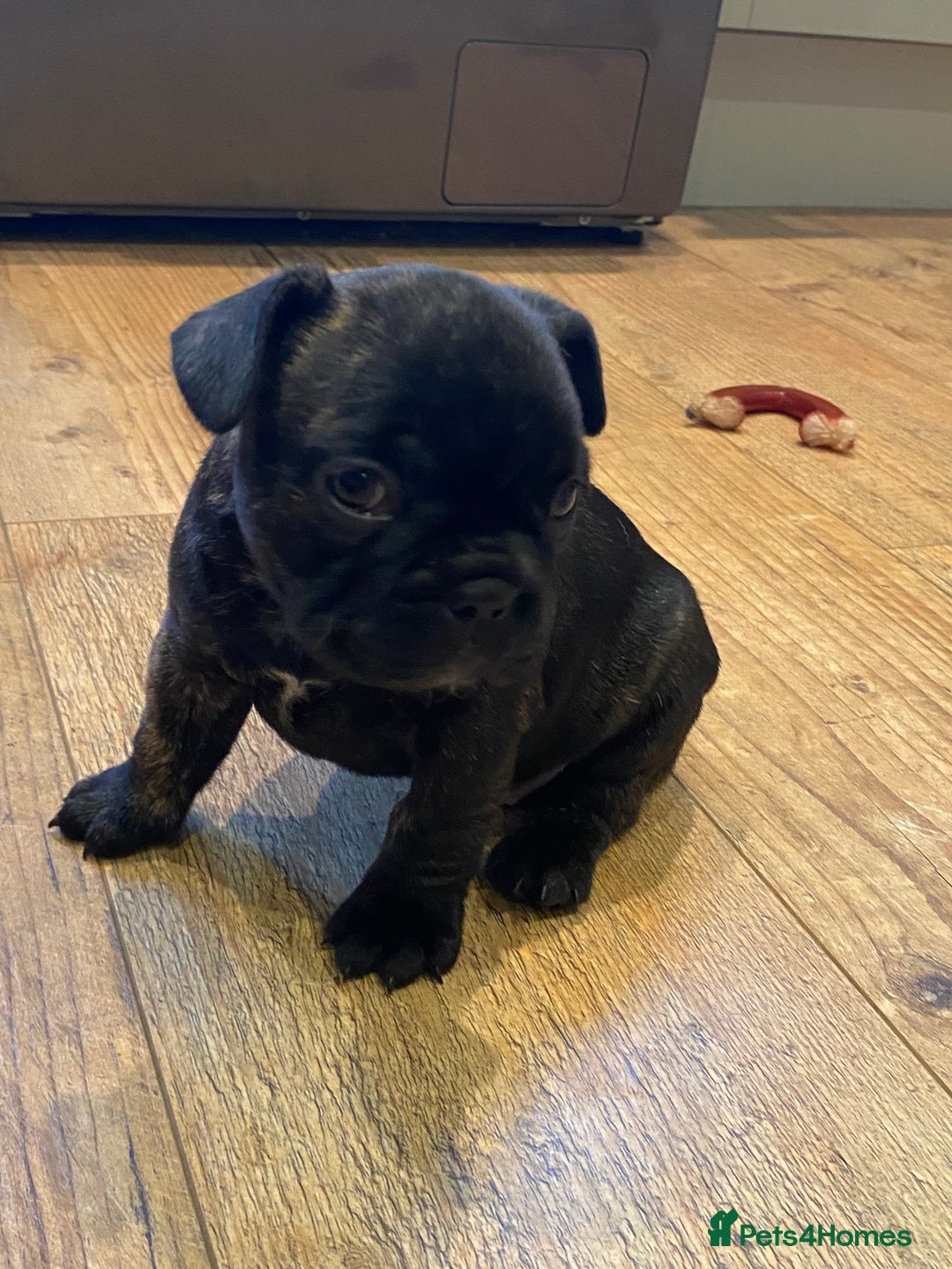 French Bulldog dogs for sale: 15th Gen French Bulldogs (KC reg / breed colours) in Nottingham - Image 9