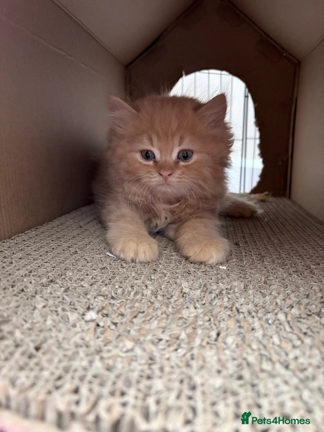 Mixed Breed cats for sale: Beautiful Persian cross kittens  - Advert 25