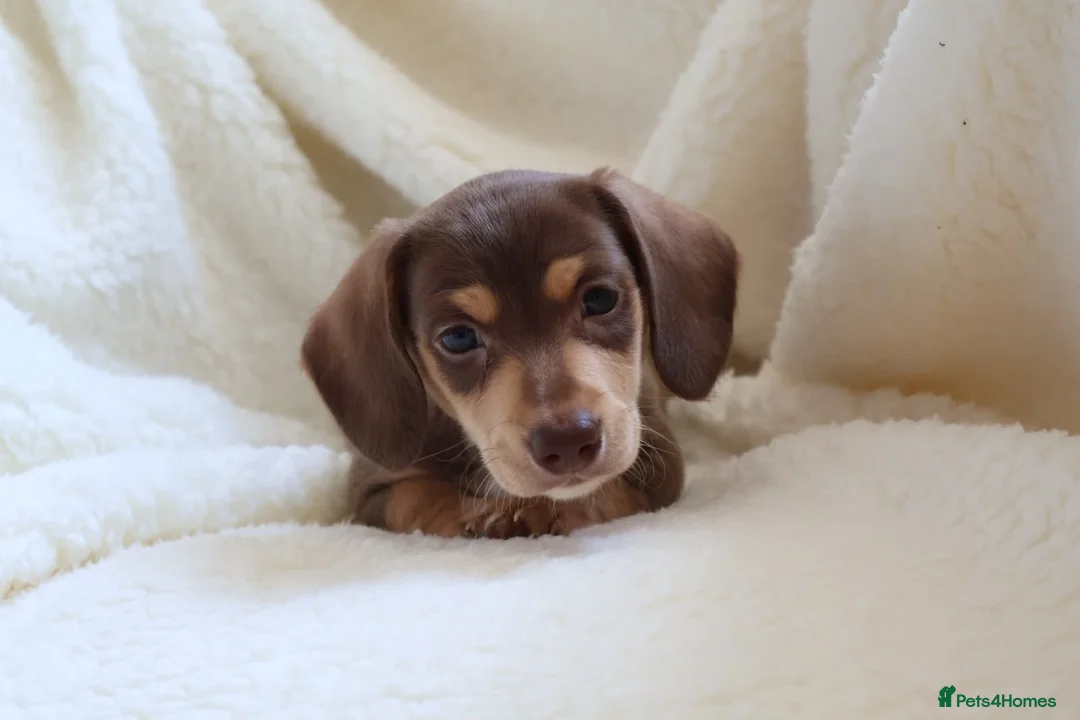 Miniature Dachshund dogs for sale: Miniature Dachshund  - Advert 9