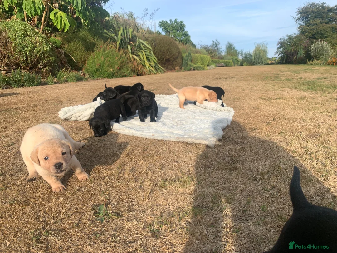 Labrador Retriever dogs for sale: KC REG Labradors, Great pups For sale  - Advert 21