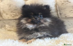 Pomeranian dogs for sale: Kc teddy bear pom babies  - Image 1