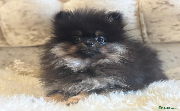 Pomeranian dogs - Advert 7