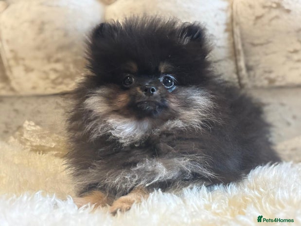 Pomeranian dogs - Advert 7