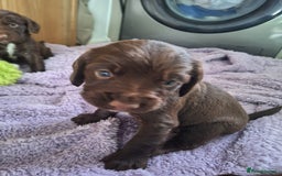 Sprocker dogs for sale: Beautiful Sprocker Spaniel Puppies  - Image 10