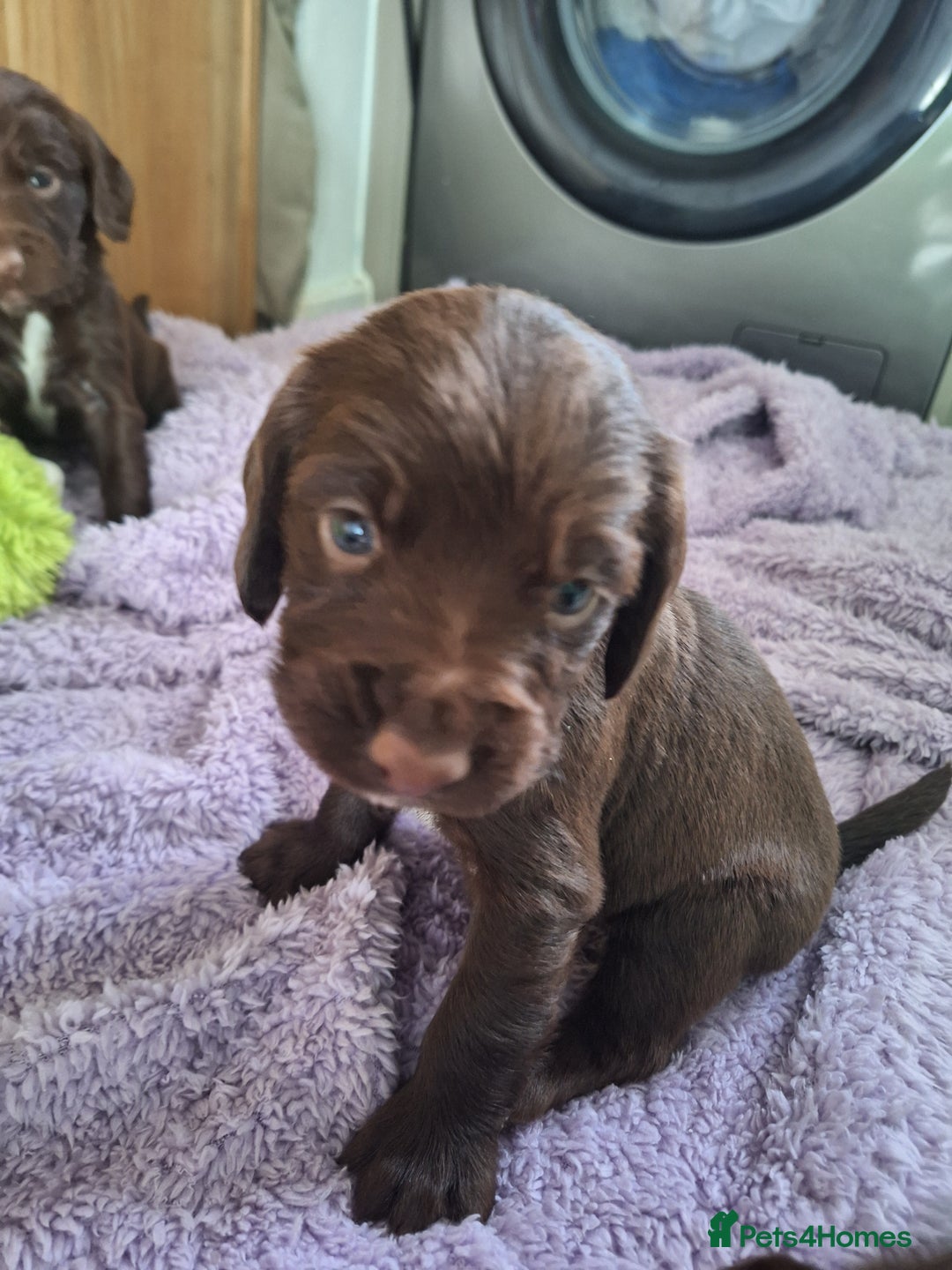 Sprocker dogs for sale: Beautiful Sprocker Spaniel Puppies  - Image 10