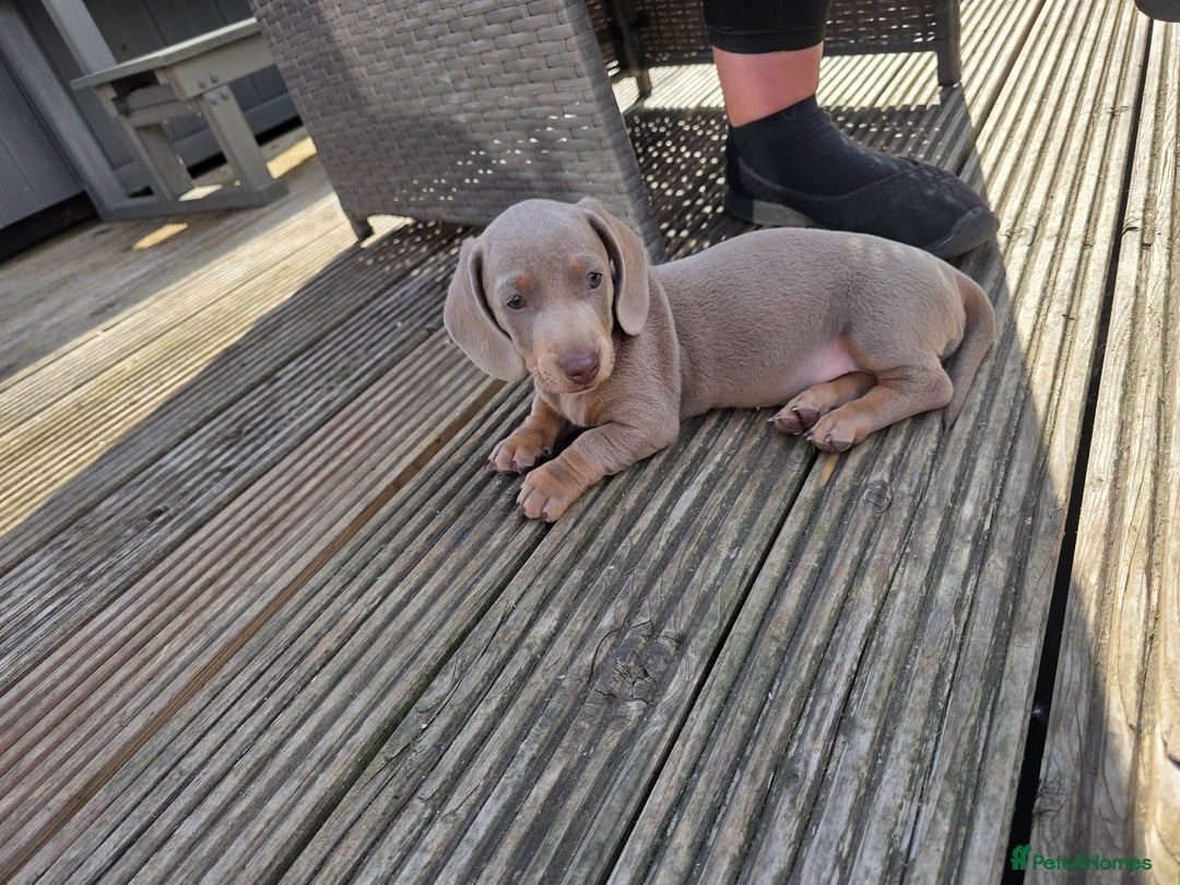 Miniature Dachshund dogs for sale: 3 left mini dachshund BOYS KC READY NOW   - Image 23