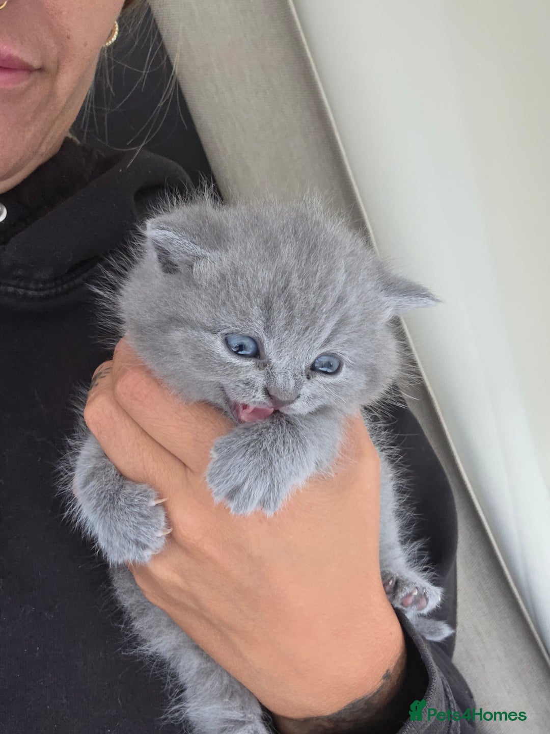 British Shorthair cats for sale: READY Pedigree British shorthair  - Image 8