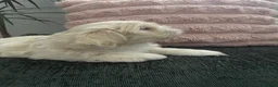 Shih Tzu dogs for sale: Cream Shih Tzu Boy For Sale - Advert 4