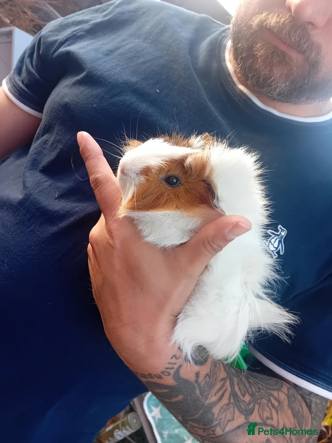 Guinea Pig rodents for sale: 🐹 Mixed Breed Guinea Pigs in Norwich - Advert 5