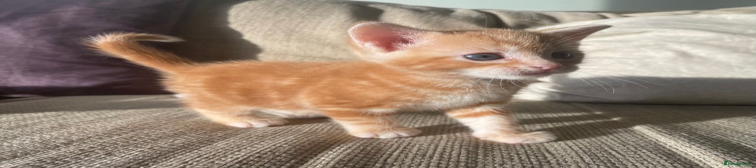 Mixed Breed Kitten 2
