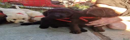 Labradoodle dogs for sale: 7 beautiful miniature labradoodles  - Advert 13
