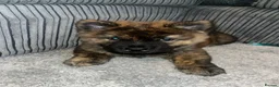 Mixed Breed dogs for sale: Chow Cross French Bulldog Puppies - Advert 6