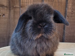 Mini Lop rabbits Stunning pure bred mini lops bunnies available. - Advert 5