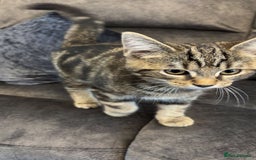 American Shorthair cats for sale: 3 Tabby kittens and 1 bombay kitten - Image 13