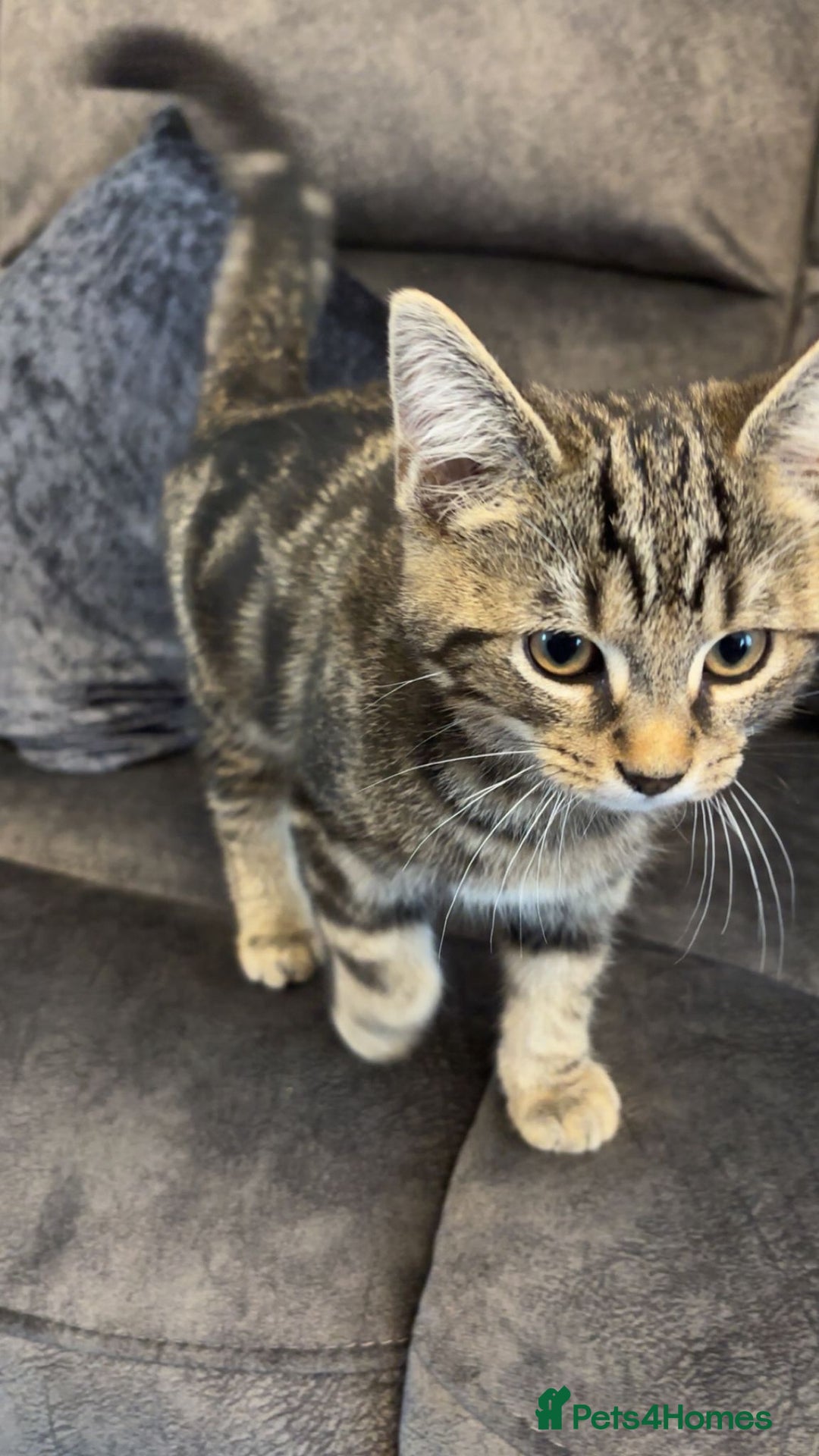 American Shorthair cats for sale: 3 Tabby kittens and 1 bombay kitten - Image 13